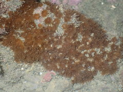 Polycyathus chaishanensis