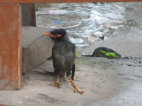 Bank Myna