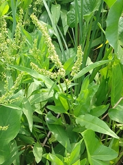Rumex verticillatus