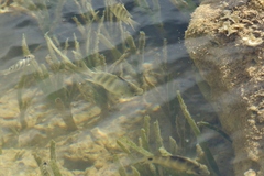 Abudefduf septemfasciatus