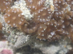 Polycyathus chaishanensis