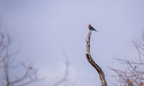 Lilac-breasted Roller