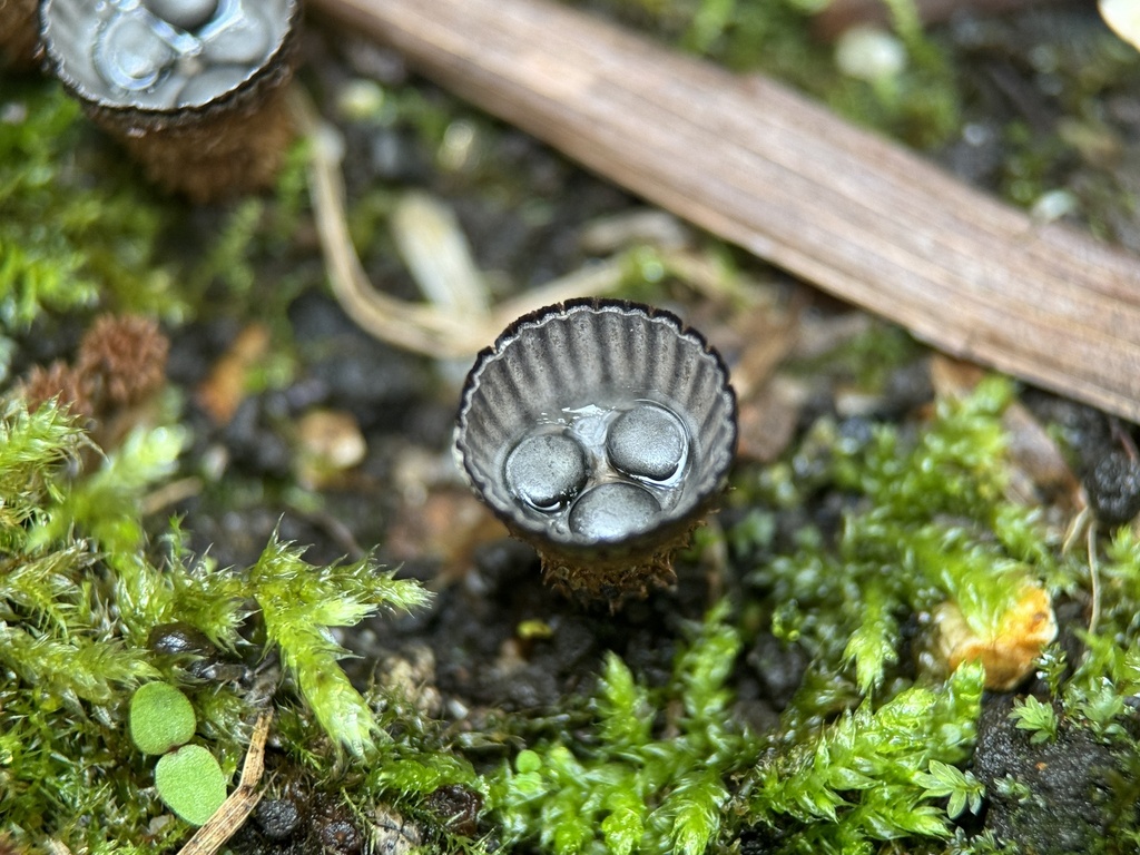 Cyathus olla · July 2024 · photo: © bealeiderman (iNaturalist, cc-by)