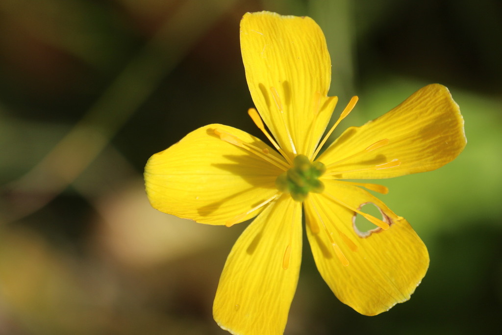 Trollius taihasenzanensis