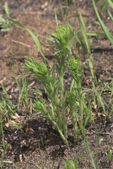 Lithospermum caroliniense