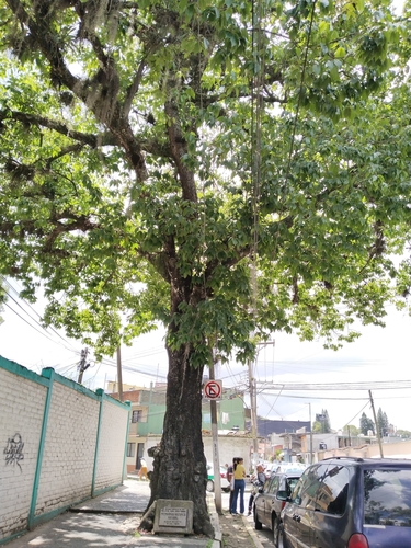 Sartor's Oak