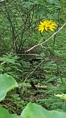 Verbesina helianthoides