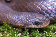 Stenorrhina degenhardtii