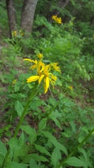 Verbesina helianthoides