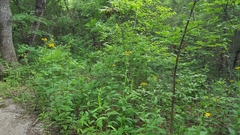 Verbesina helianthoides