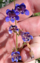 Penstemon