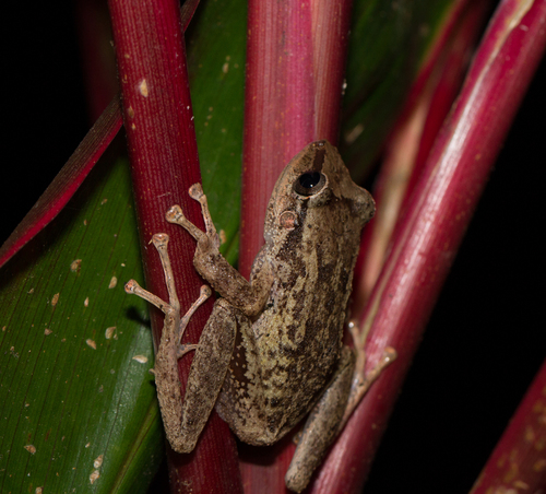Common Coqui, Yauco, Puerto Rico, photo 5 of 10