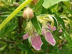 Teucrium bicolor