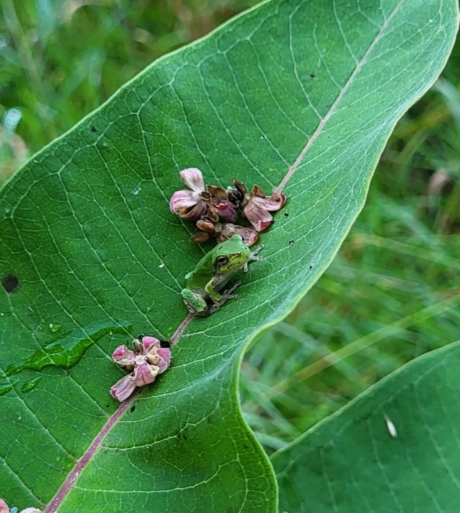 Gray Treefrog Species Complex from Shelby Township, IN, USA on July 4 ...