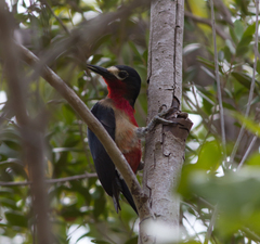 Melanerpes portoricensis