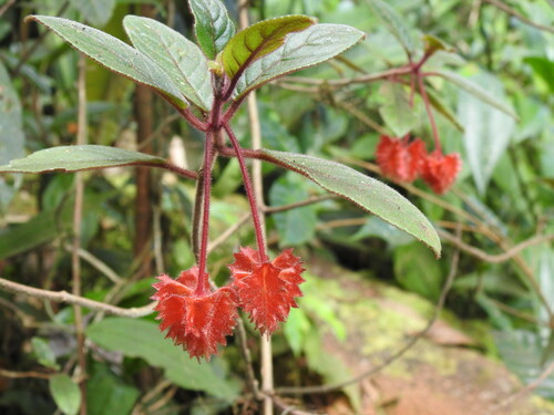 Crantzia epirotes
