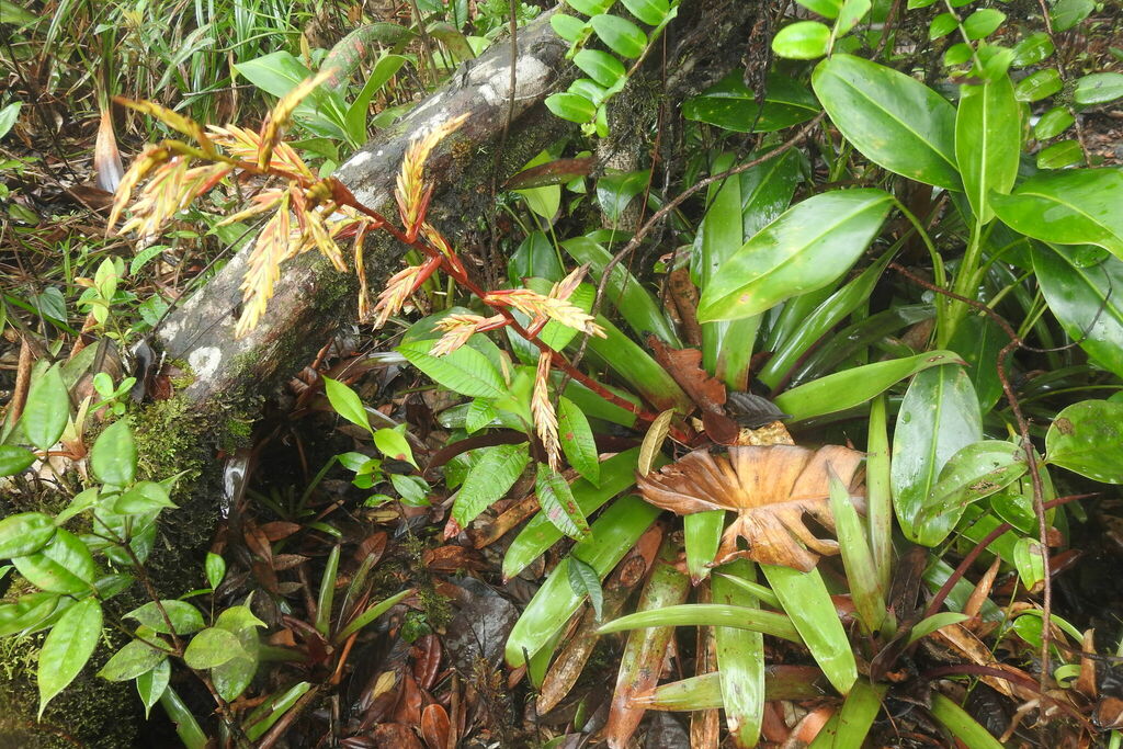 Tillandsia duidae