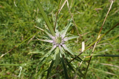 Eryngium hookeri