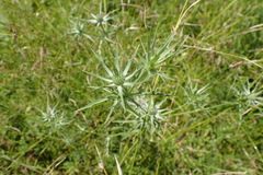 Eryngium hookeri
