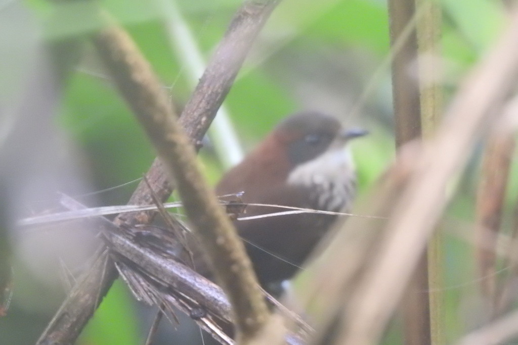 Roraiman Barbtail photo