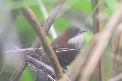 Roraiman Barbtail photo 1