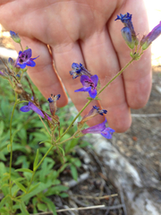 Penstemon