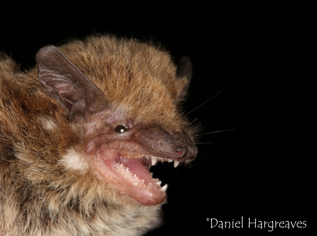 Dusky Pipistrelle