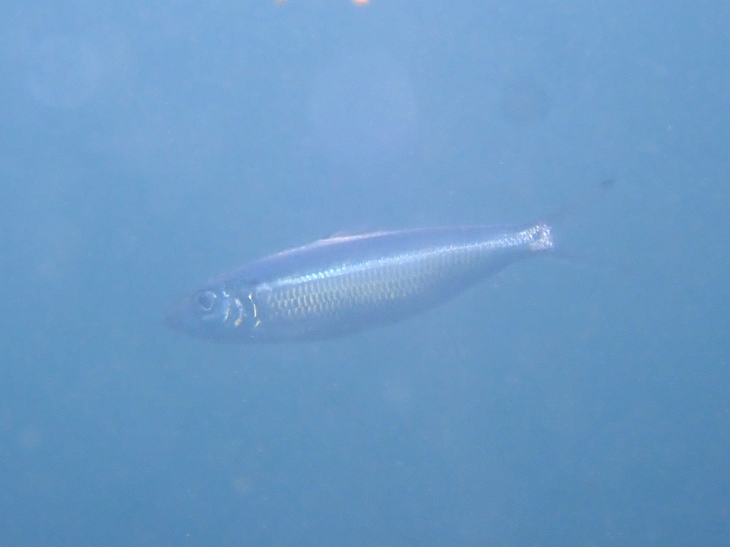 Madeiran Sardinella