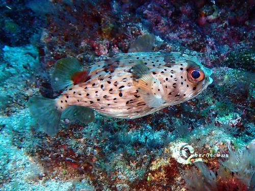 Longspined Porcupinefish, photo 8 of 9