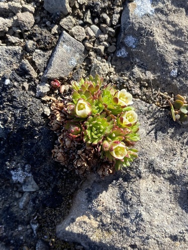 Tufted saxifrage (Saxifraga cespitosa)