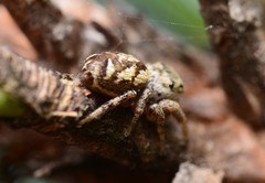 Pelegrina pervaga
