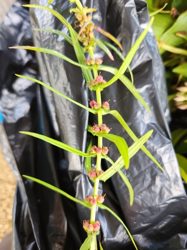 Ammannia coccinea observed 2024-07-03