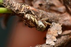 Pelegrina pervaga