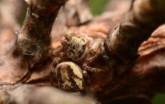 Pelegrina pervaga
