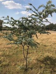 Acacia baileyana