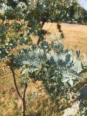 Acacia baileyana