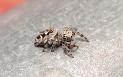 Phidippus putnami