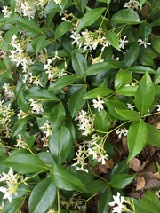 Trachelospermum