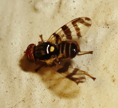 Rhagoletis cingulata