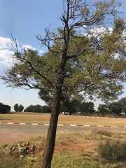Acacia melanoxylon
