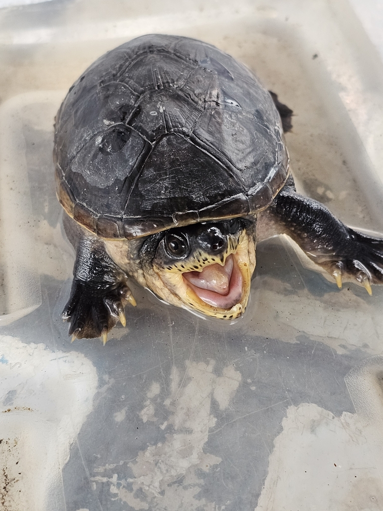 ハラガケガメ