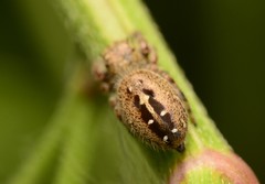 Phidippus texanus