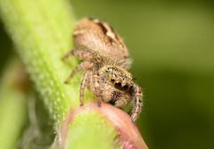 Phidippus texanus