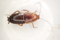 Parcoblatta fulvescens