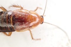 Parcoblatta fulvescens