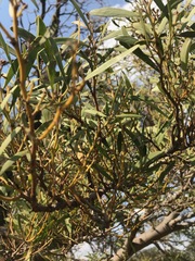 Acacia melanoxylon