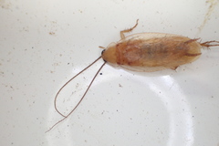Parcoblatta virginica