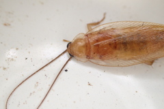 Parcoblatta virginica