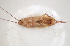 Parcoblatta virginica