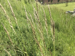 Arrhenatherum elatius